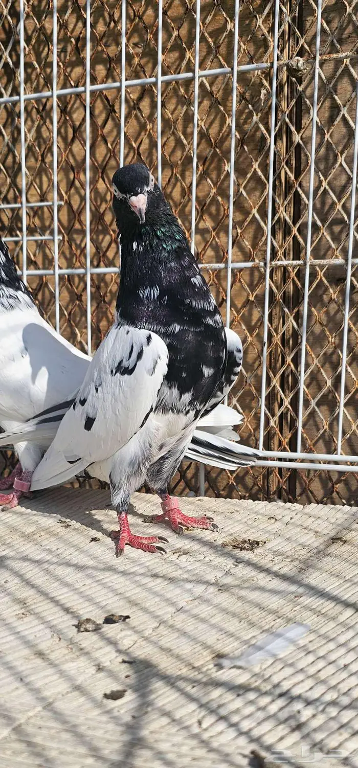 زوج باكستاني رام بوري 1