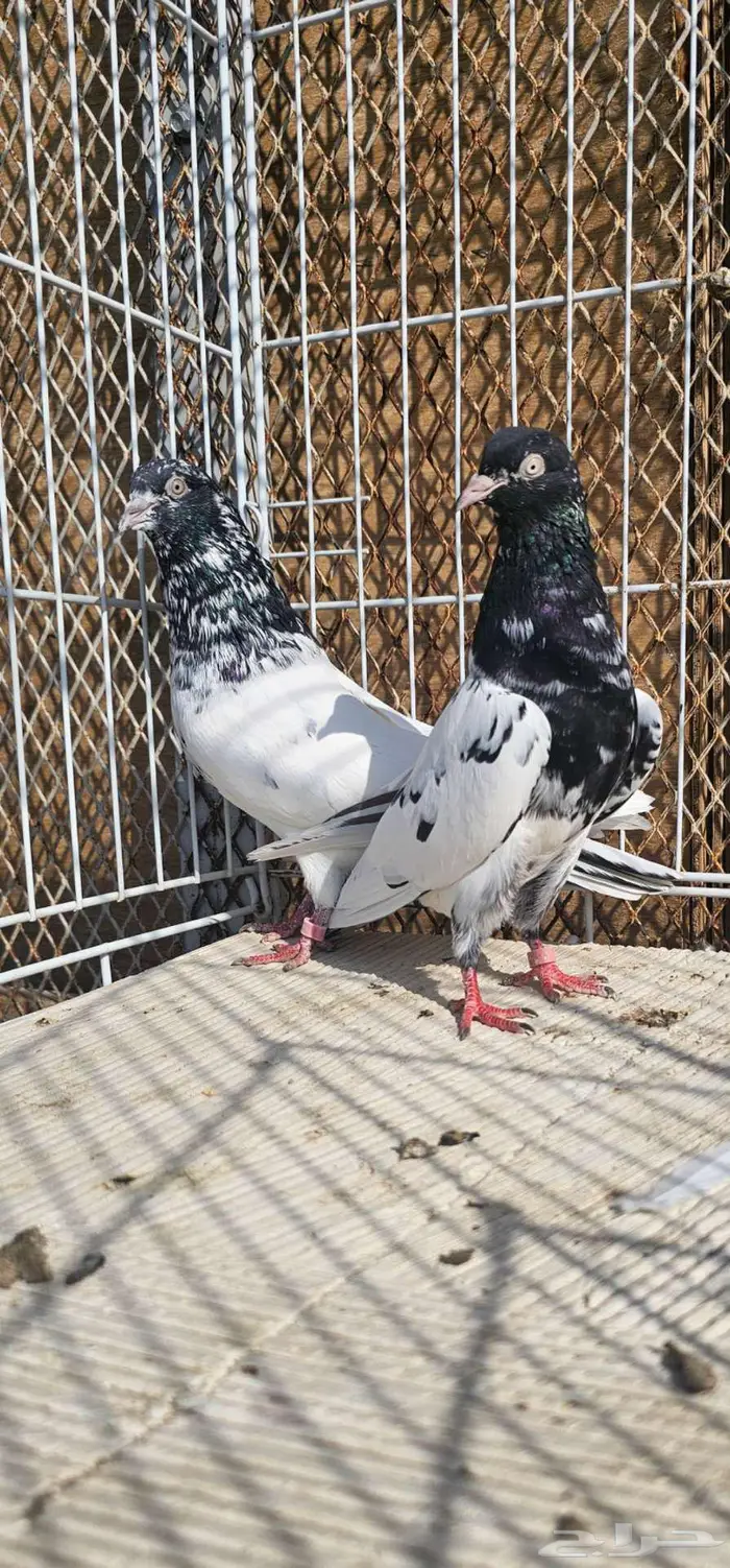 زوج باكستاني رام بوري 3