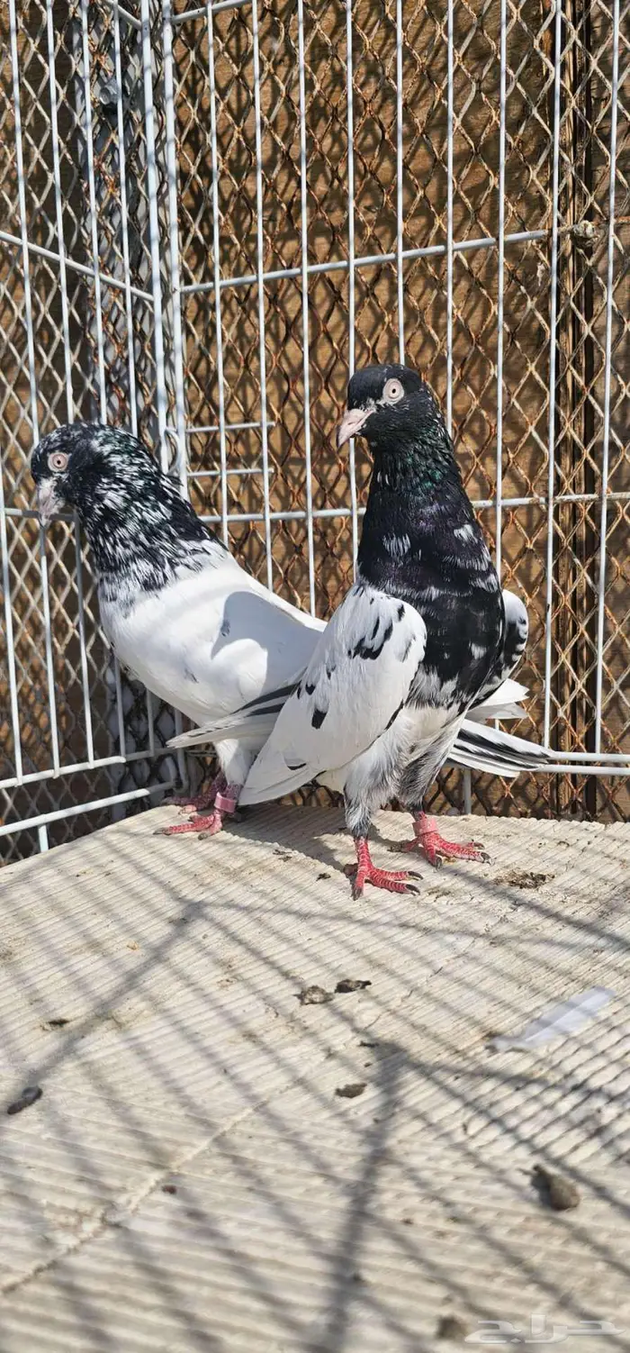 زوج باكستاني رام بوري 0