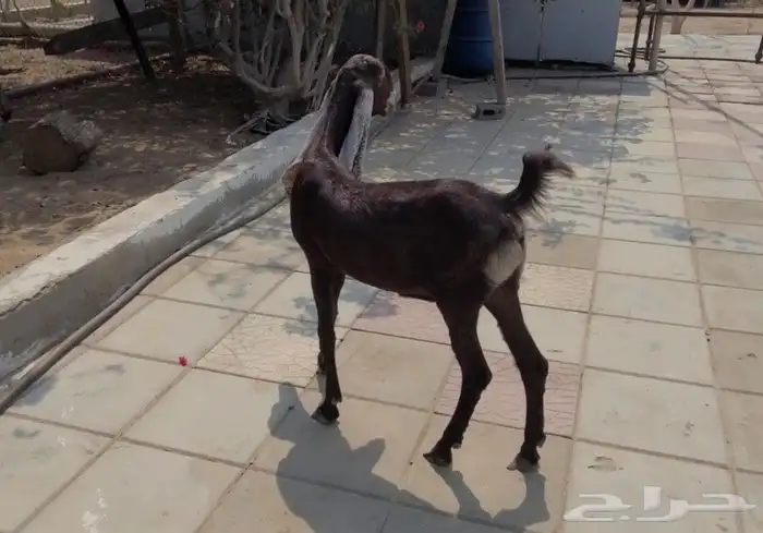 جفره حجازيه لون وجرم وتناسق 8