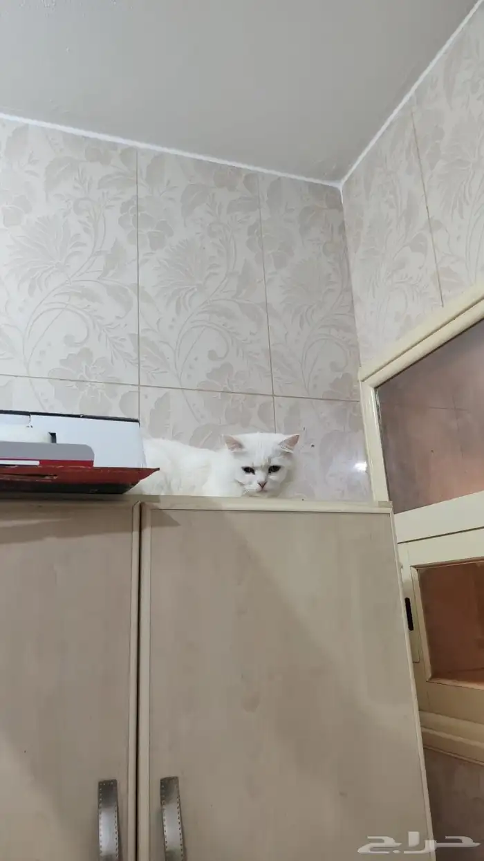 قطط للتبني مجانا 1