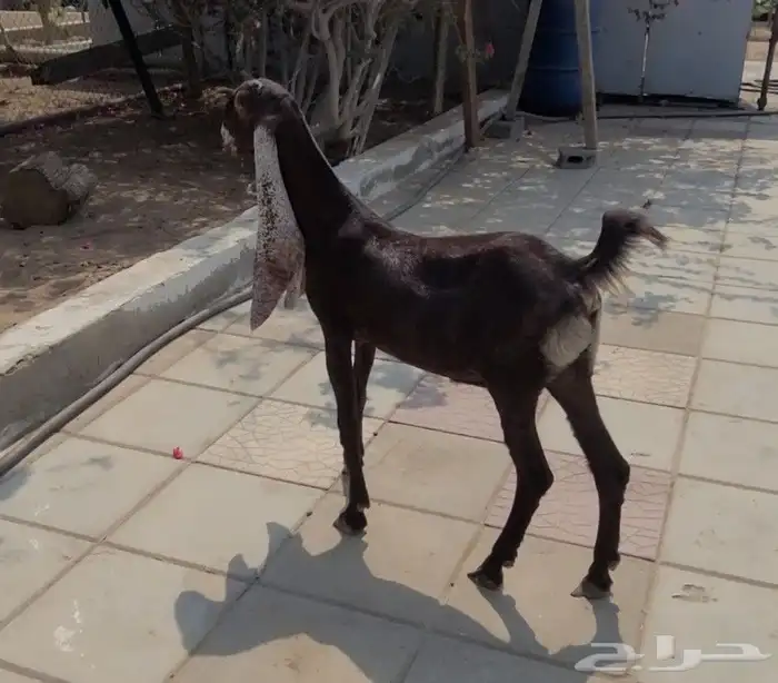 جفره حجازيه لون وجرم وتناسق 10