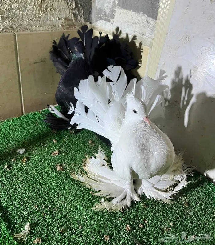زوج رقاص هندي فاخر 3