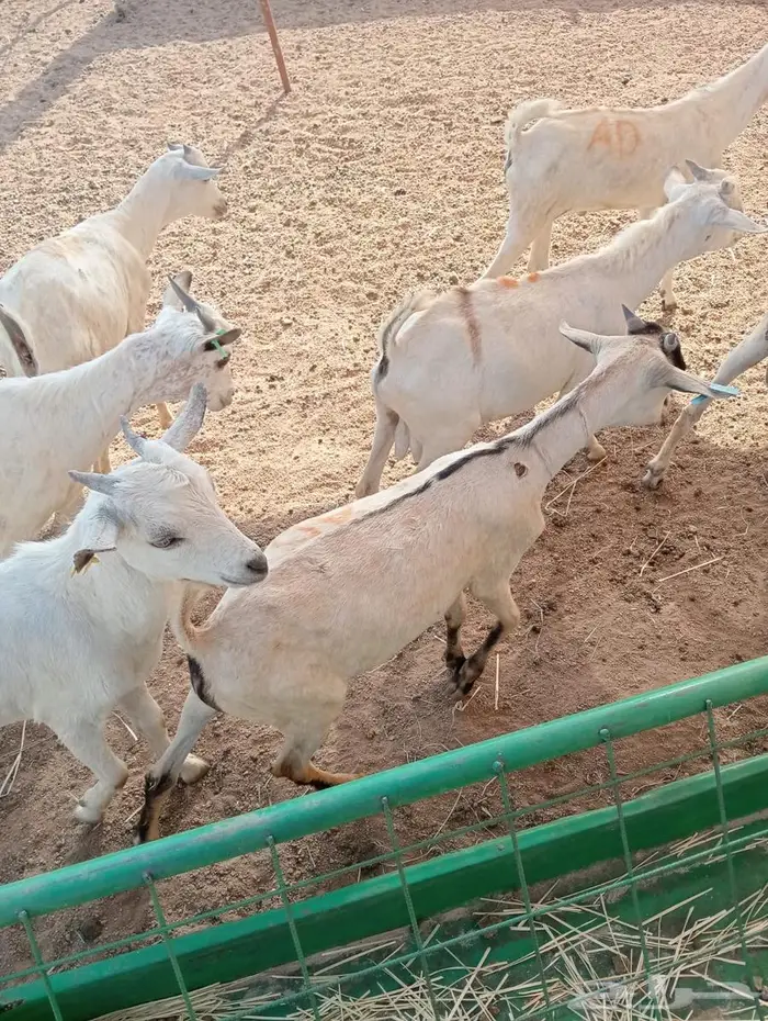 للتجار والملاحم.. فرصة ذهبية من مزرعة ابو احمد 7