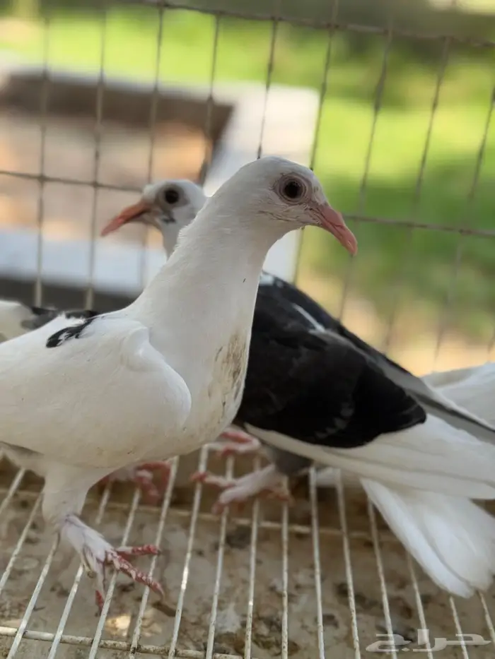طبتين حمام حساوي للبيع 4