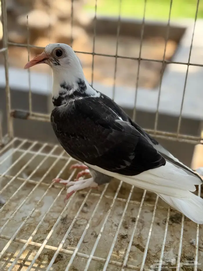 طبتين حمام حساوي للبيع 8