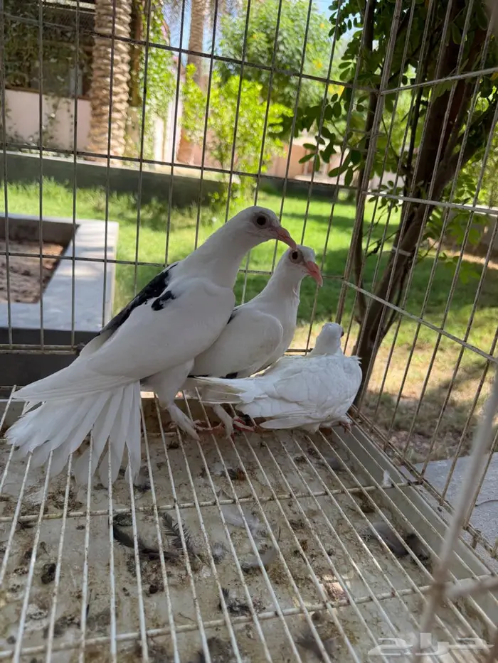 طبتين حمام حساوي للبيع 5