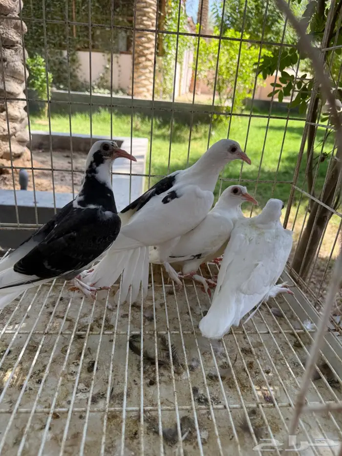 طبتين حمام حساوي للبيع 0
