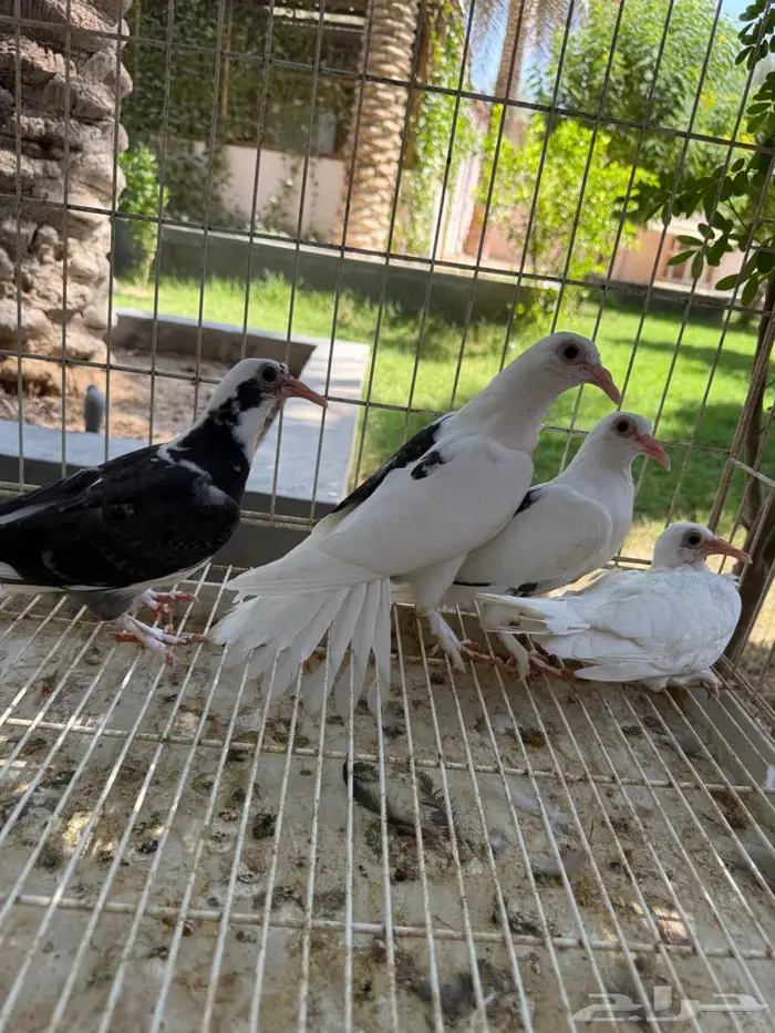 طبتين حمام حساوي للبيع 6