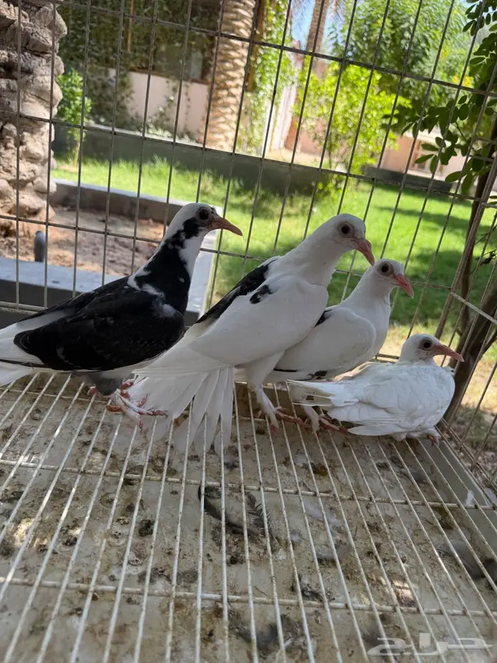طبتين حمام حساوي للبيع 7