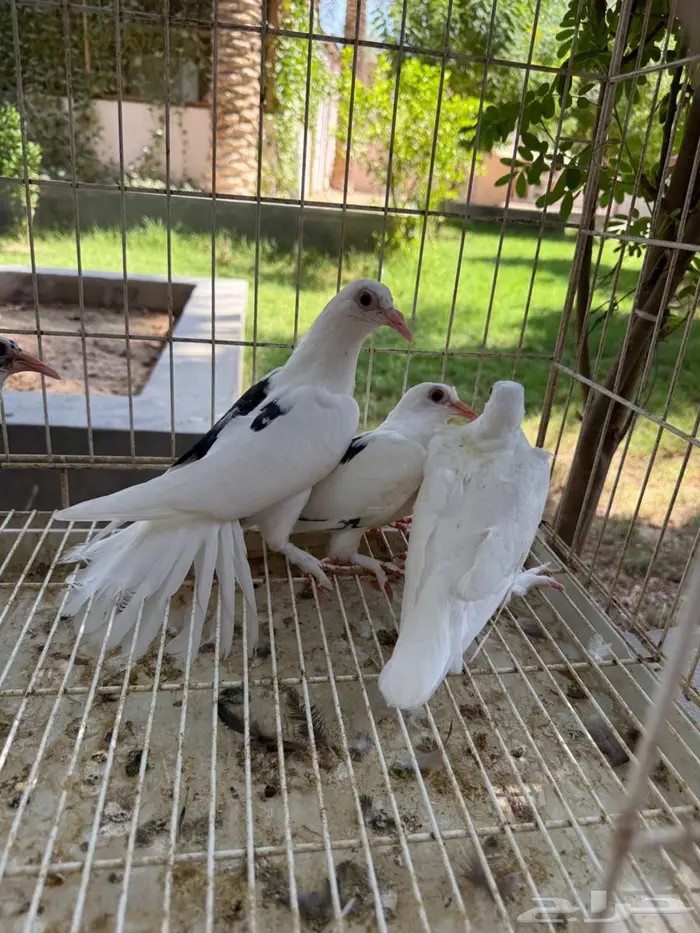 طبتين حمام حساوي للبيع 14