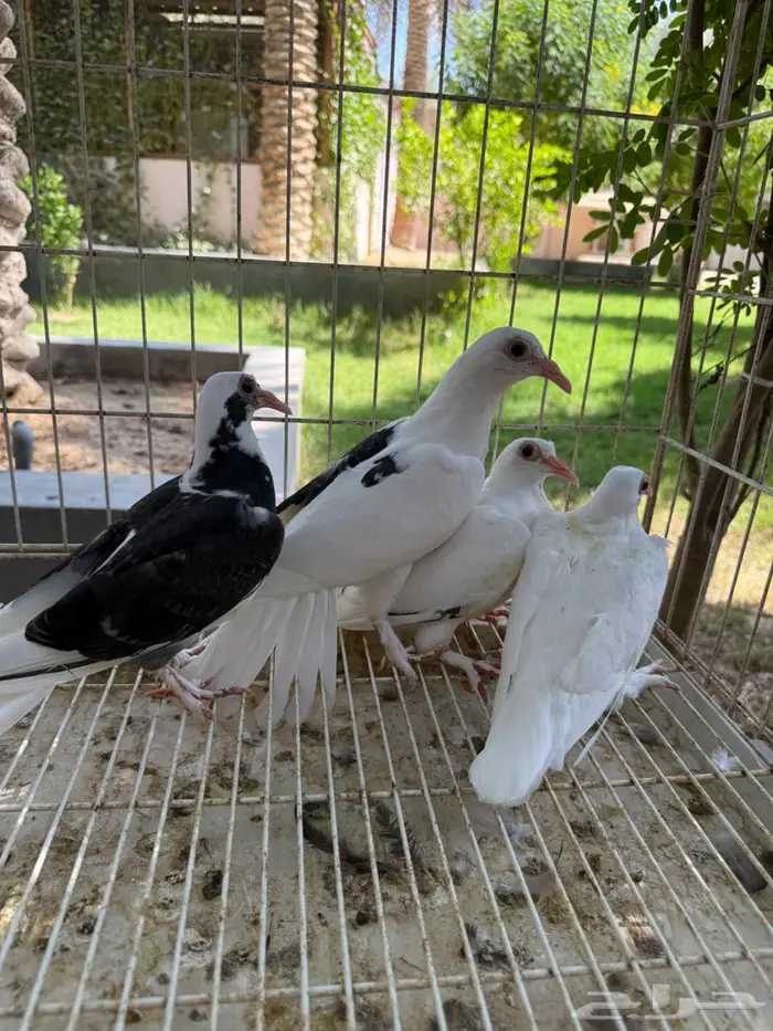 طبتين حمام حساوي للبيع 13
