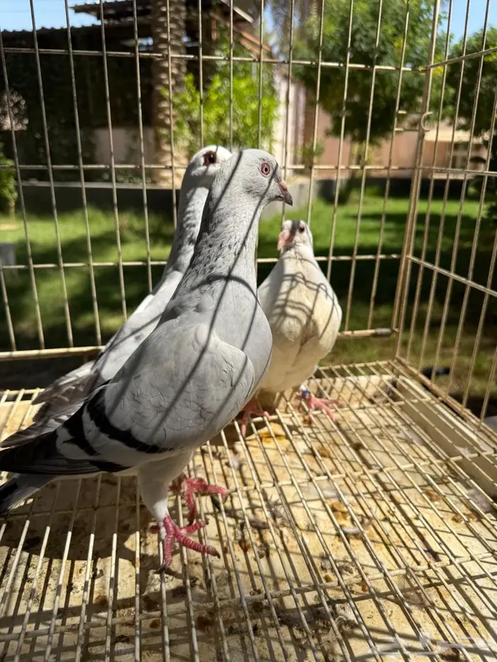 جوز حمام زاجل منتج للبيع 4