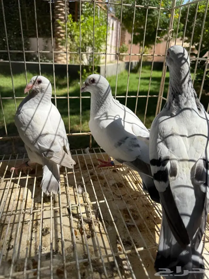 جوز حمام زاجل منتج للبيع 5