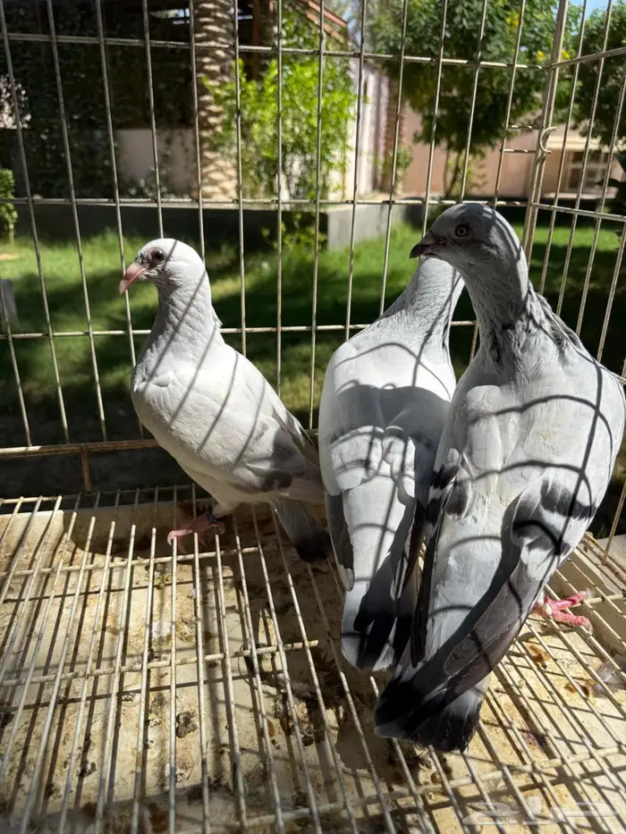 جوز حمام زاجل منتج للبيع 6