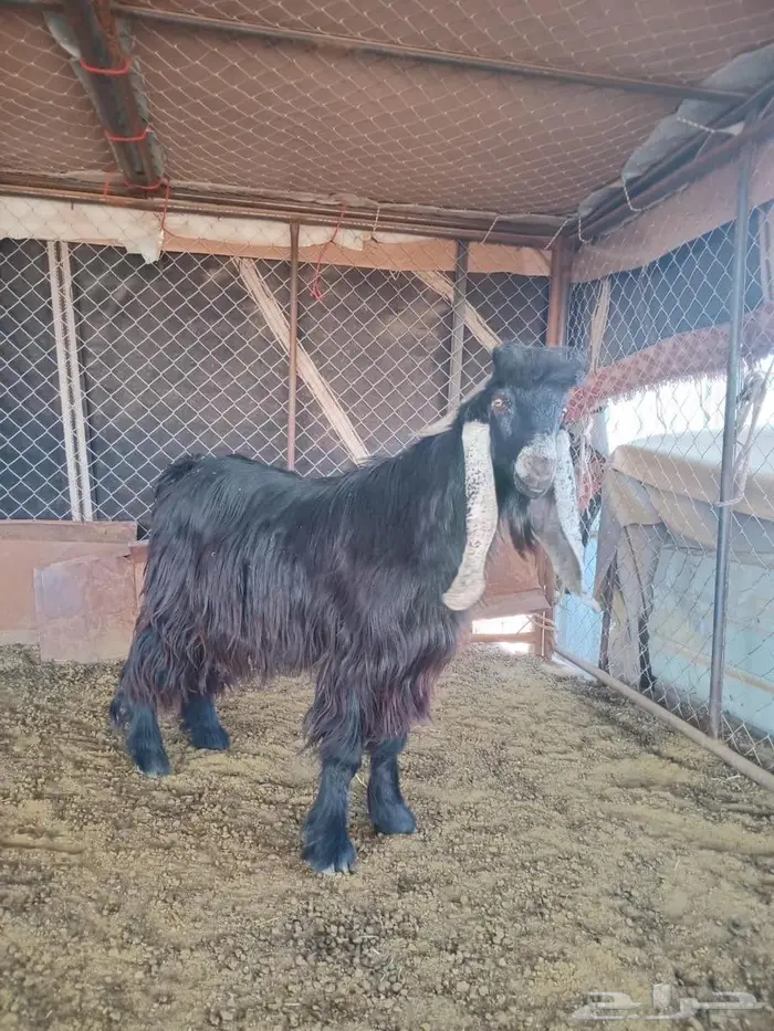 تبس فحل عارضي مشروط 0