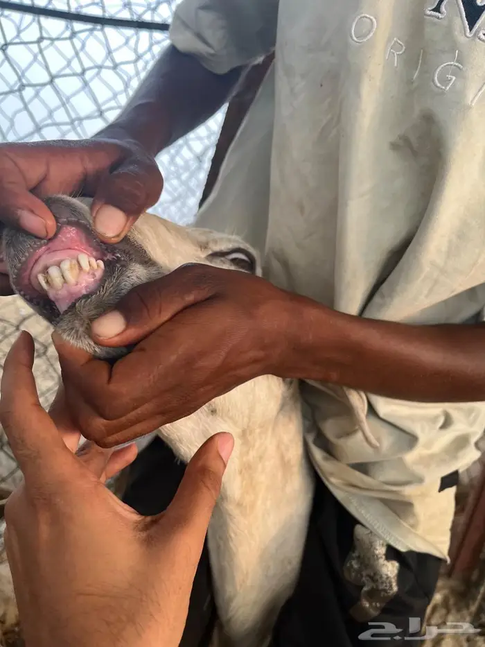 فحل حري من ام واب حري 0