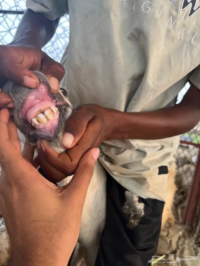 فحل حري من ام واب حري 1