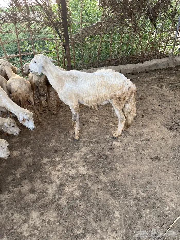 فحل حري من ام واب حري 2