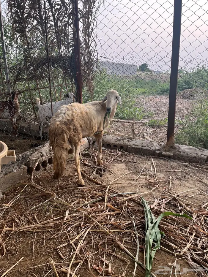 فحل حري من ام واب حري 3