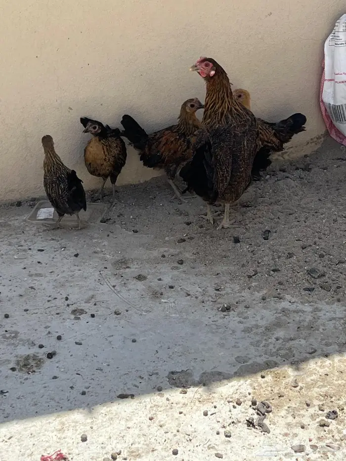 دجاجة بلديه مفرخه 1