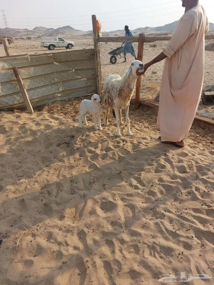 نعجة خلفه وفحل 1