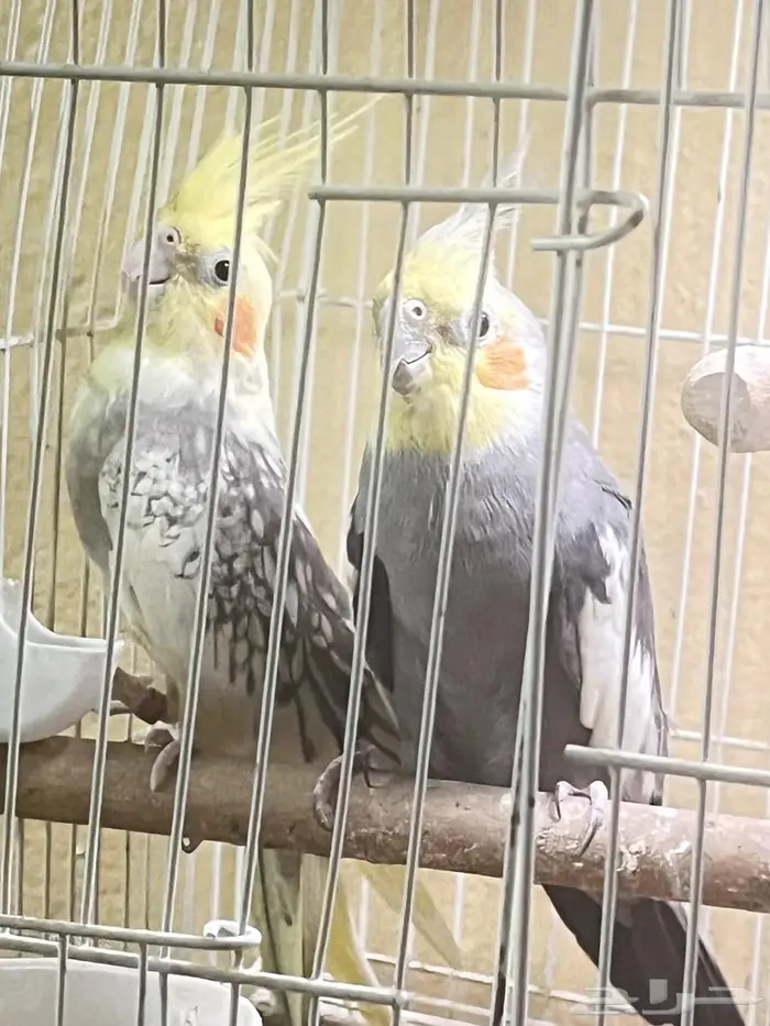 جوز كروان 7