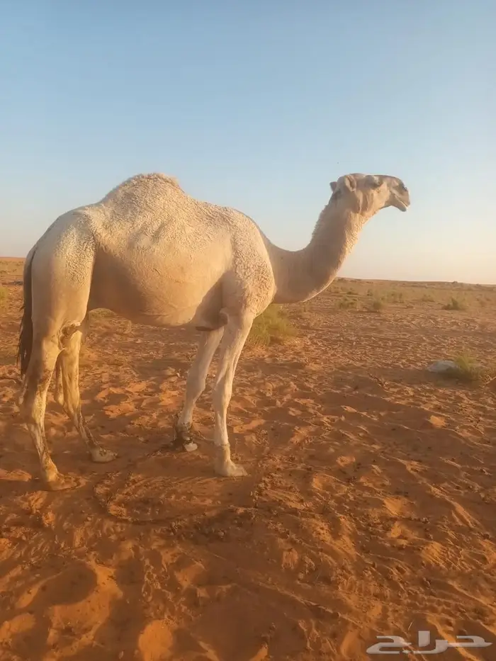 جمل للبيع 0