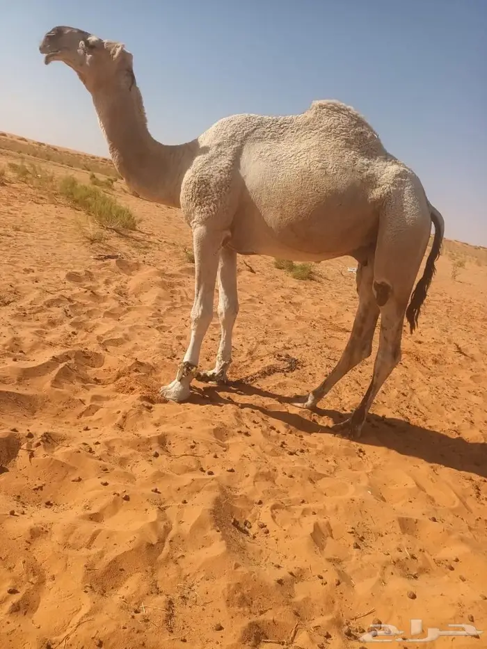 جمل للبيع 1