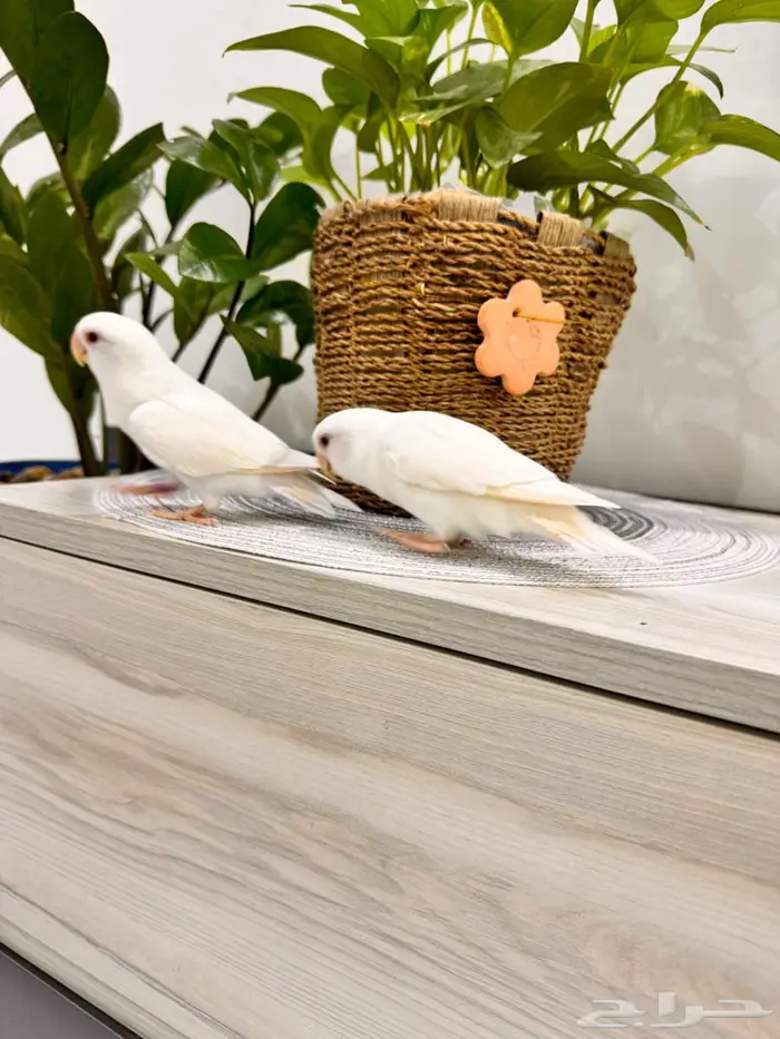 طيور زينه روز 2