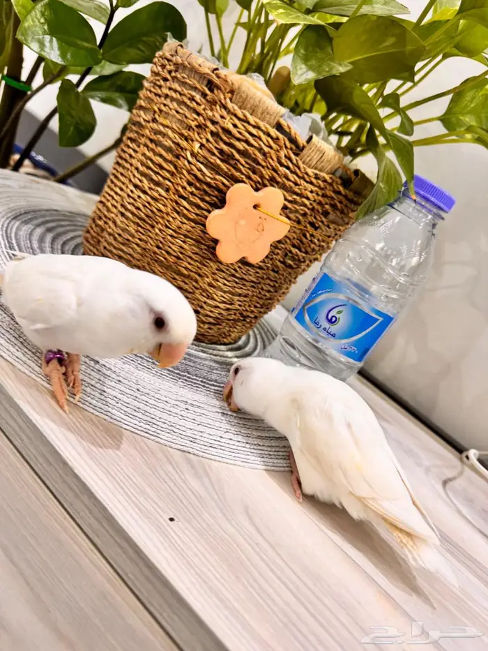 طيور زينه روز 0