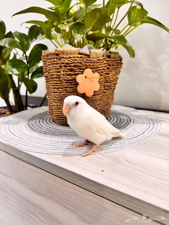 طيور زينه روز 1