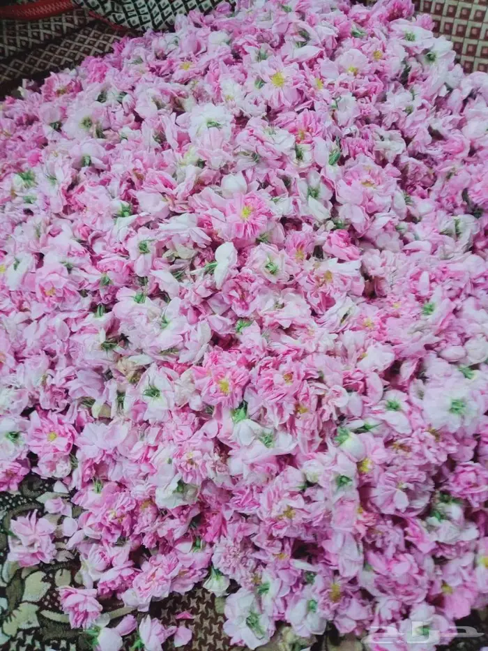 عرض أدهان جملة 0