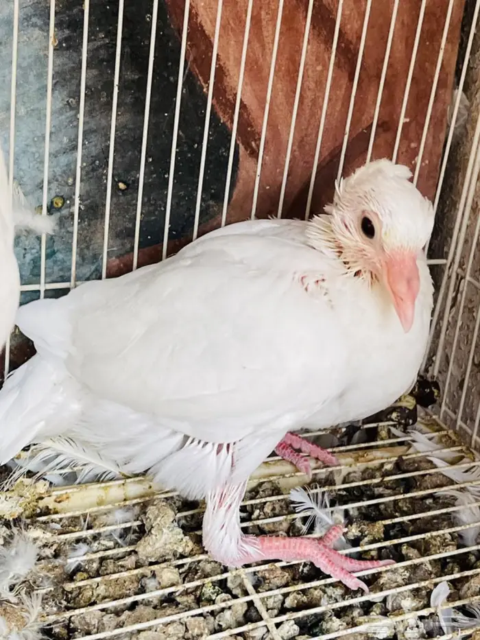 جوز زاجل ابيض سباق معهم فرخ وبيض 1