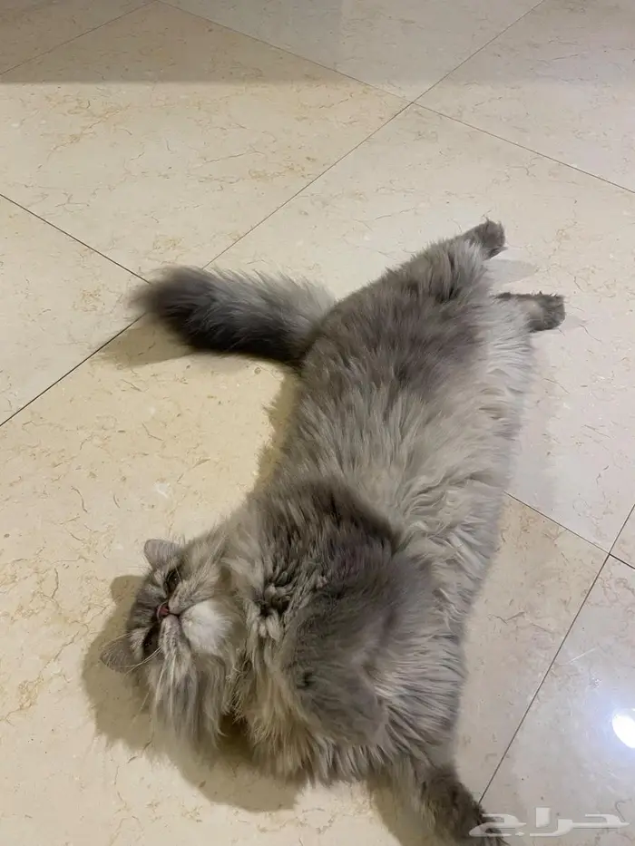 قط للتبني 2