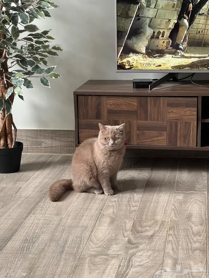 قطه سكوتش ستريت للبيع 5