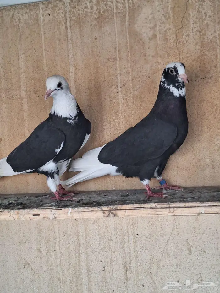 حمام قطيفي درع طيبات 4