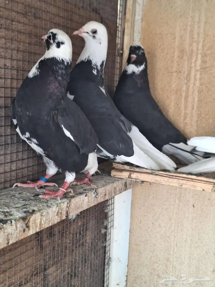 حمام قطيفي درع طيبات 7