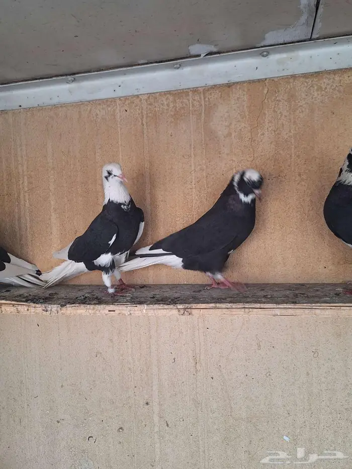 حمام قطيفي درع طيبات 8