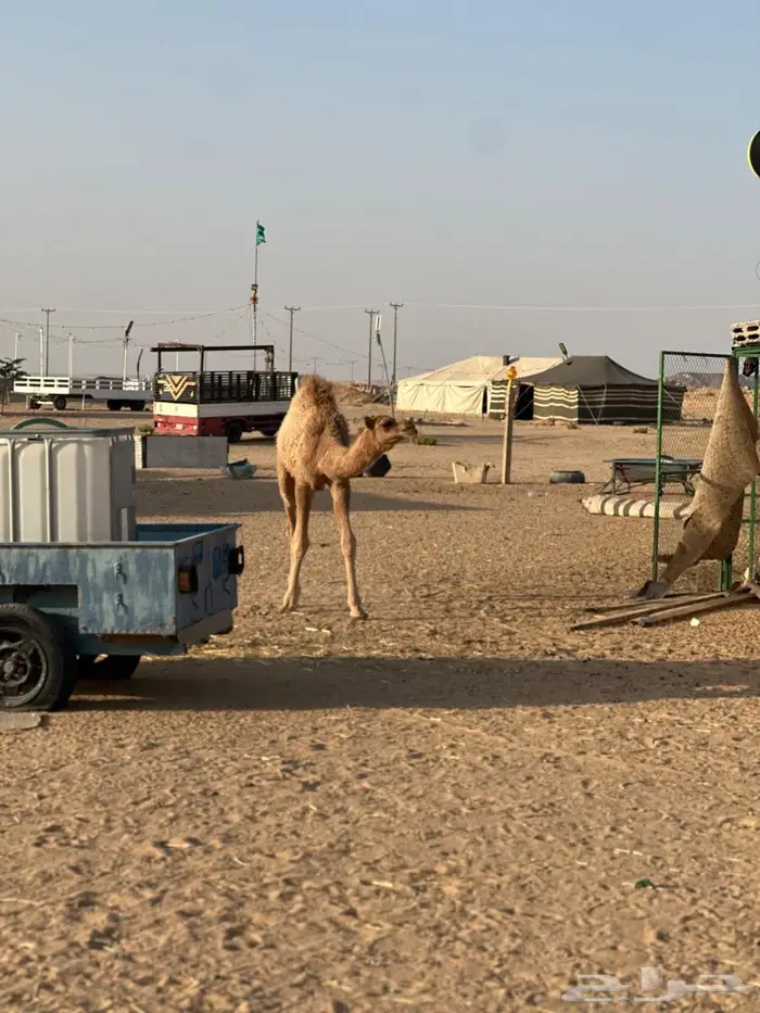 حاشي لباني طايش 0