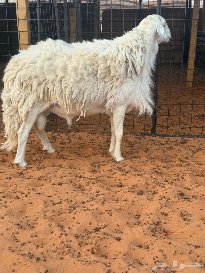 فحل حري احرش فاخر 3