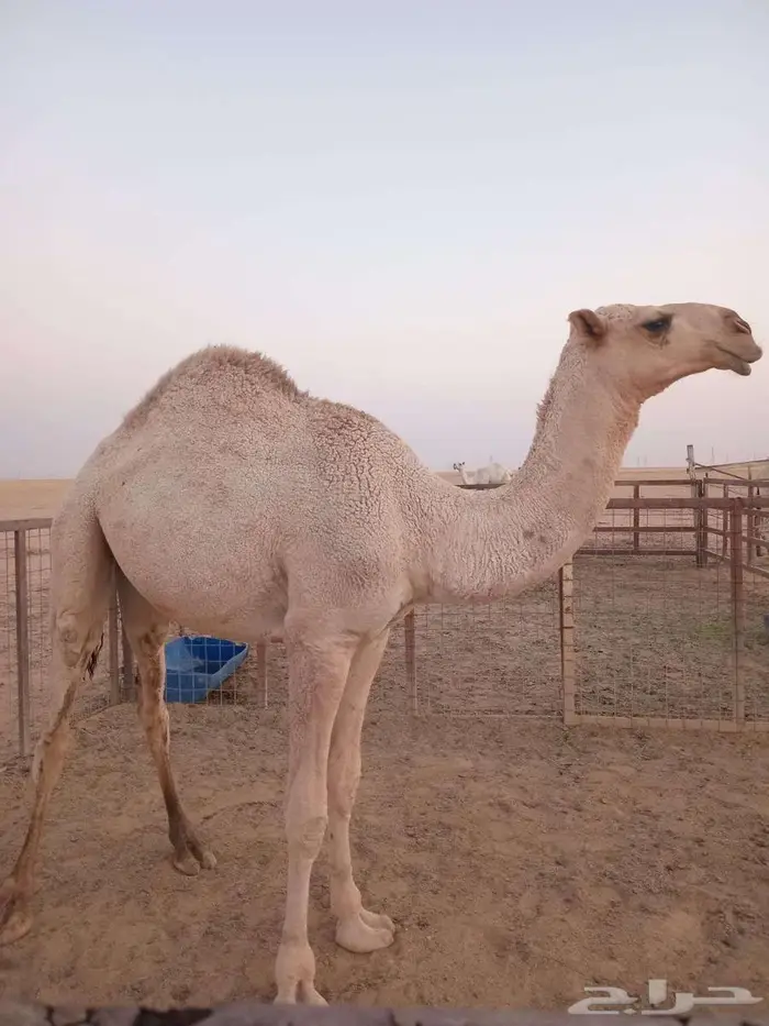 قعود طيب للبيع 0