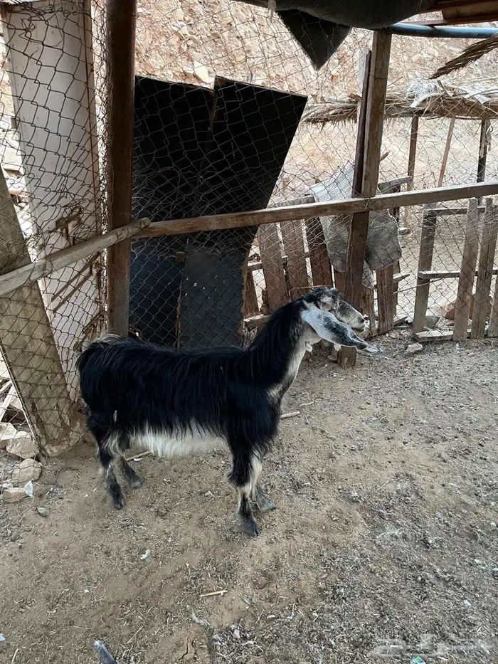 غنم للبيع 2 1