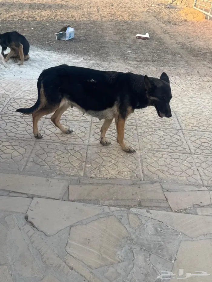 كلاج جيرمن جوز وحامل 6