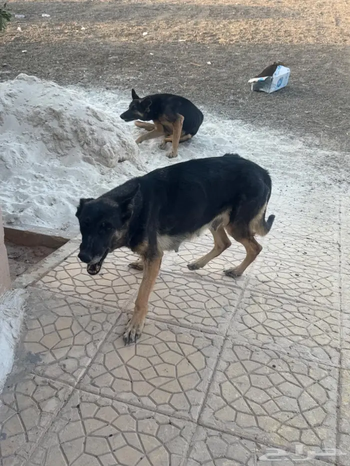 كلاج جيرمن جوز وحامل 7