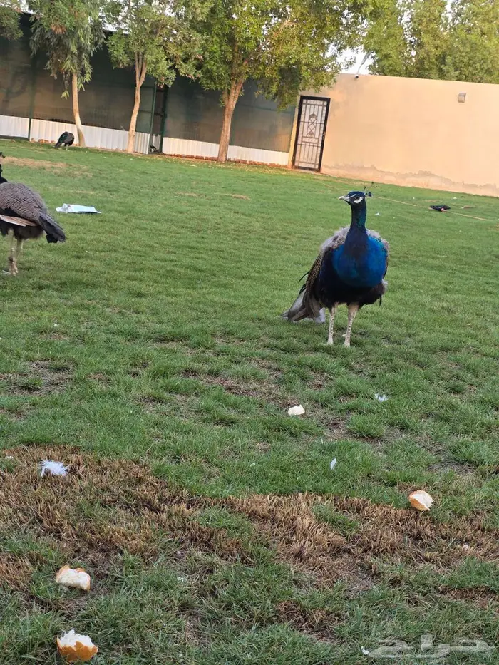 طاووس هندي للبيع 0