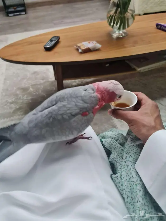 ببغاء ضايع في الرياض حي القدس مكافأة مجزيه لمن يجده 2