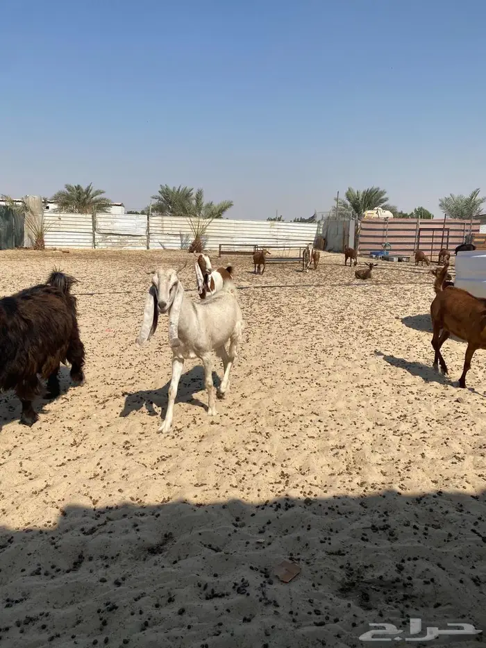 معزاء جنوبيه مراح واحد خوات بعض وأسنان متفاوته 1