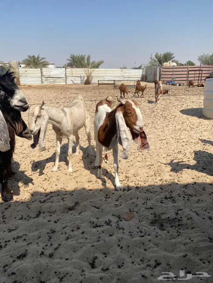 معزاء جنوبيه مراح واحد خوات بعض وأسنان متفاوته 2