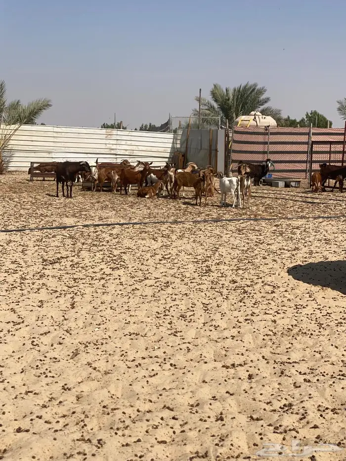 معزاء جنوبيه مراح واحد خوات بعض وأسنان متفاوته 4